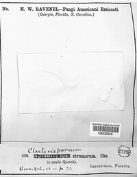 Image of Clasterosporium strumarum